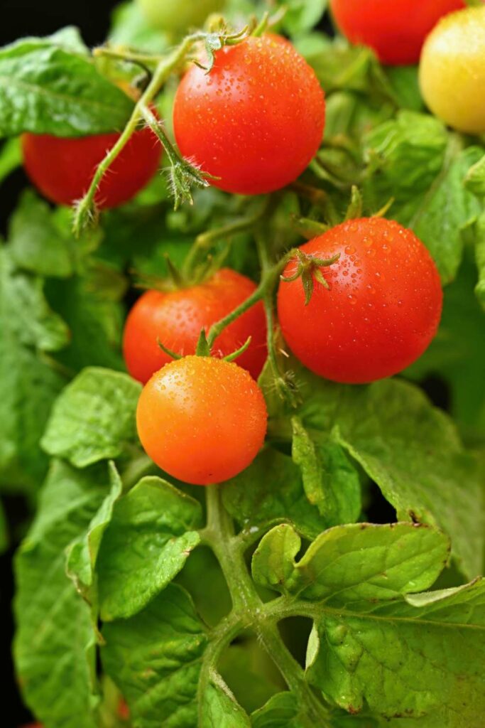Récolter ses tomates en pots