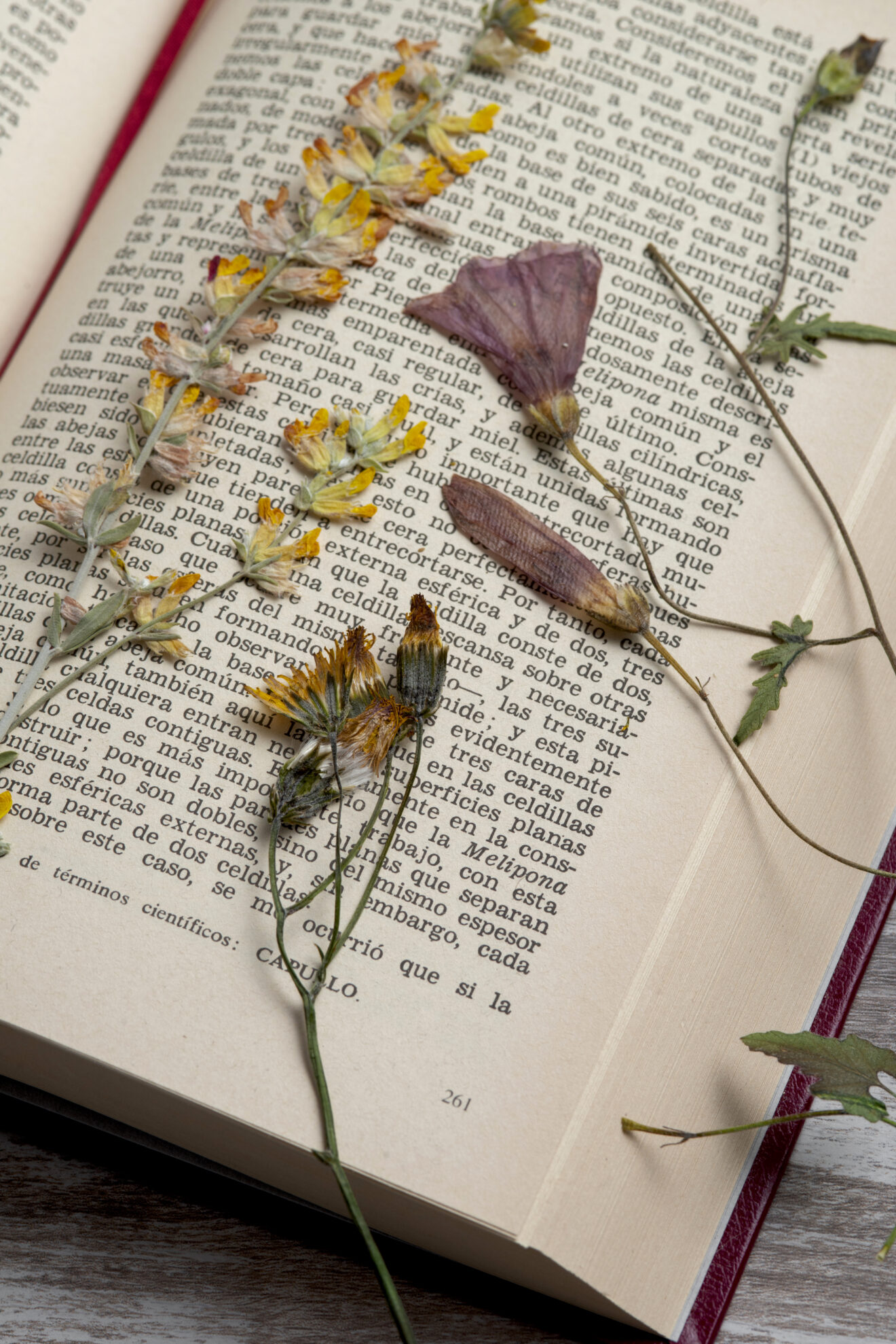 Comment faire sécher ses fleurs fraiches à la maison